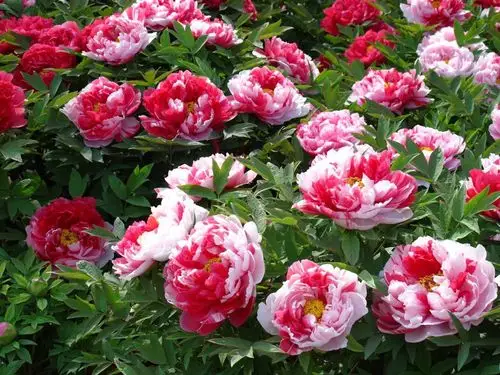 国色天香,花中之王一洛阳牡丹