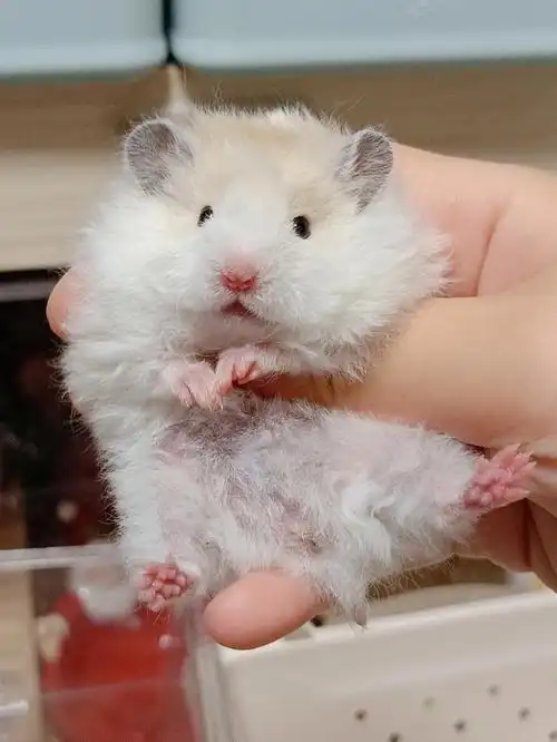 金丝熊崽崽卷毛黄波利mm