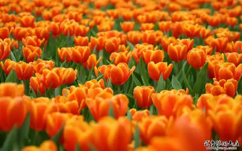 绝美的郁金香