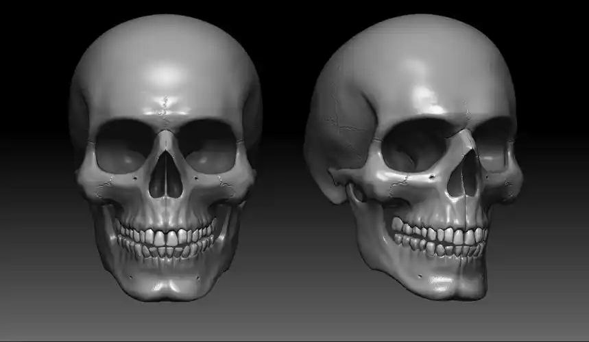 3d现实人类男性头骨,lowpoly / highpoly3d模型