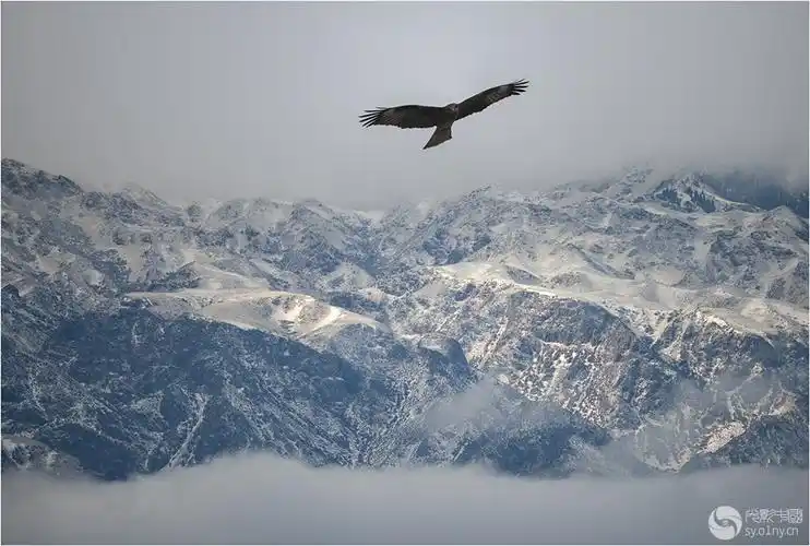 雪山雄鹰