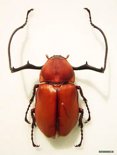 昆虫标本图 - 花开有声 - 花开有声的博客