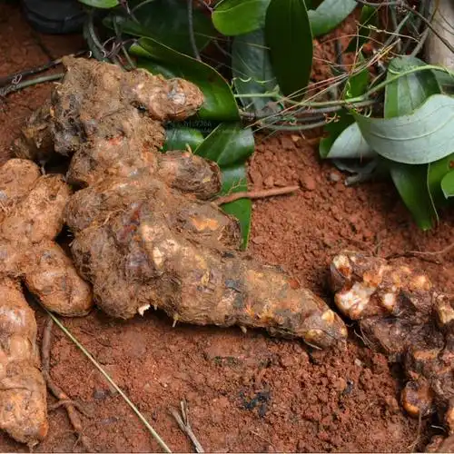 新鲜茯苓 500克 农家现挖土