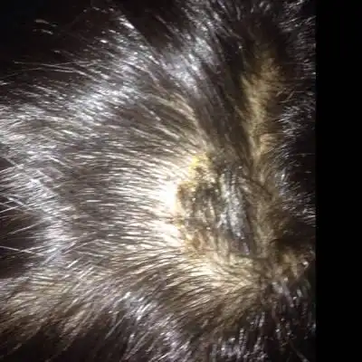 女儿头上长了一个痤疮,怎麼办,开始不小心拨掉了,流水出来了,后天过了