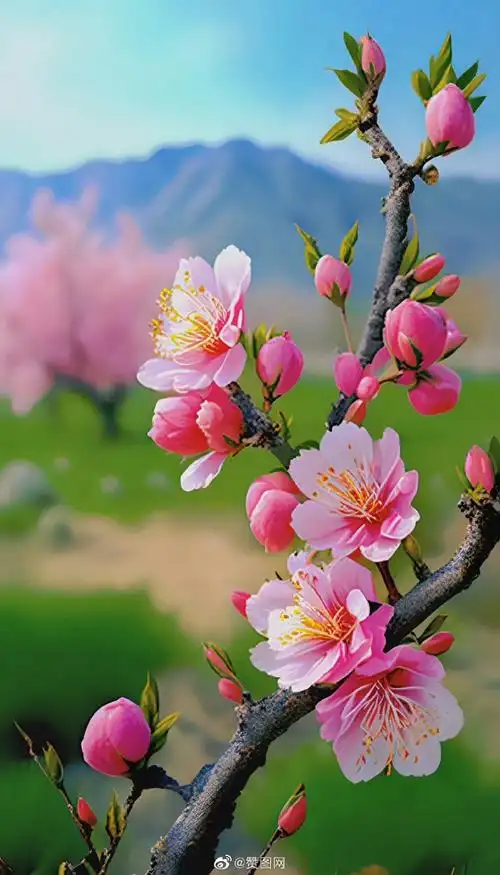 桃花壁纸##日照金山下的林芝桃花