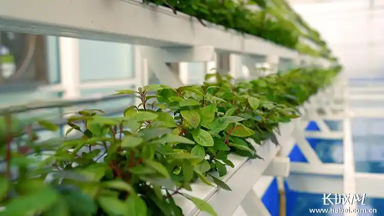 同福农场无土栽培植物养殖新技术.