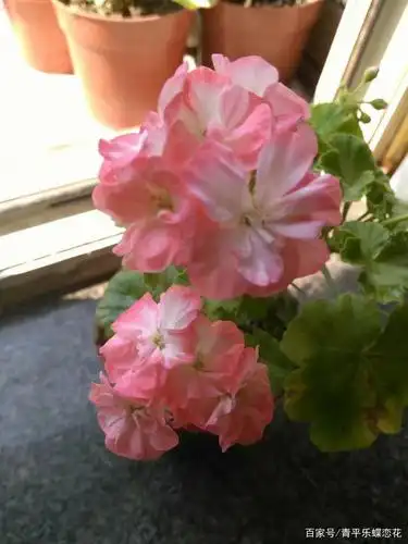 直立天竺葵,四季常开