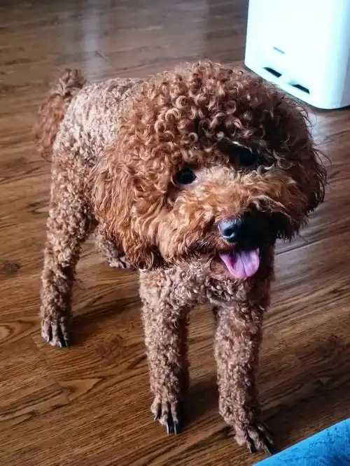 狗狗#我家宠物好可爱#宠物#狗狗日常#养狗#泰迪狗狗#贵宾犬#好爱我的