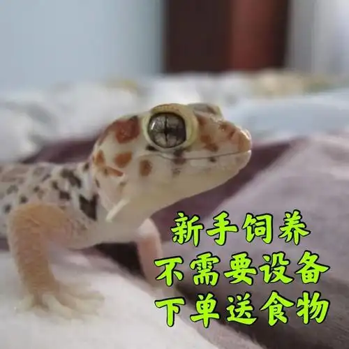 一折蛙眼守宫蜥蜴活体50元以下