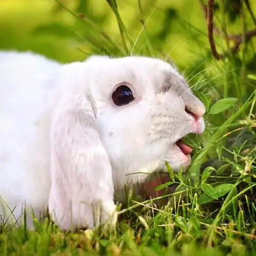 每天都被这只叫exempel的4岁瑞典兔子萌哭() (ins:exempelthebunny)