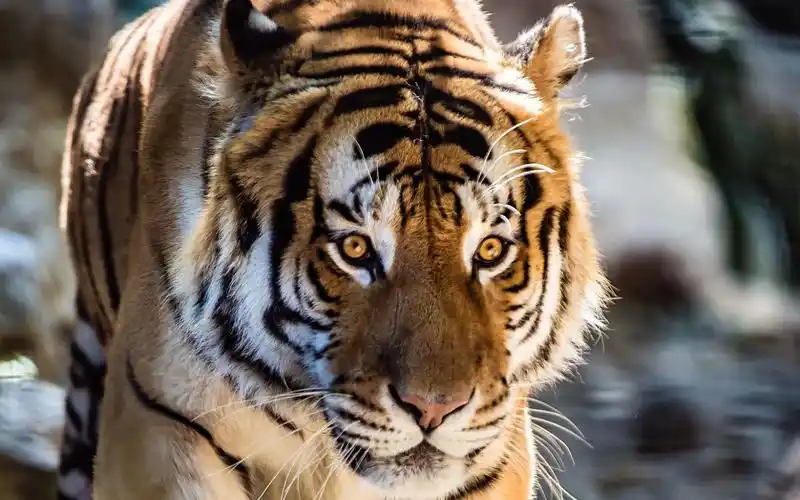 圣路易斯动物园猎豹美洲豹东北虎等动物4k高清摄影