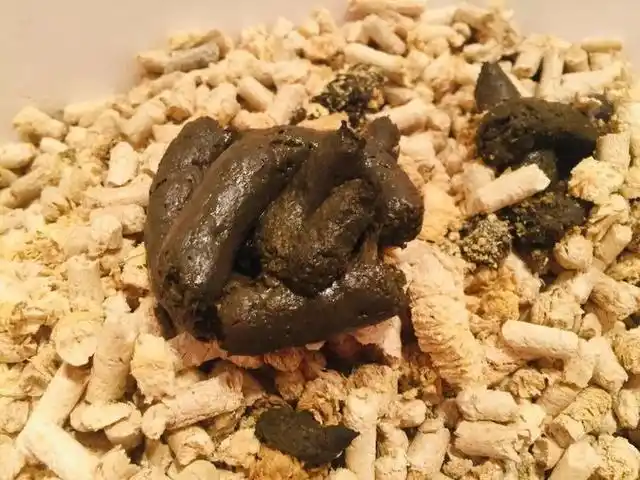 养猫劝退指南|小仙猫的恶心日常