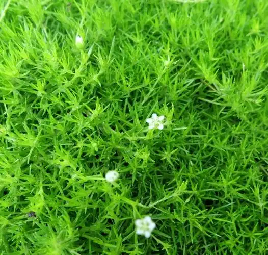 姑爱尔兰苔藓21厘米圆盆栽植物