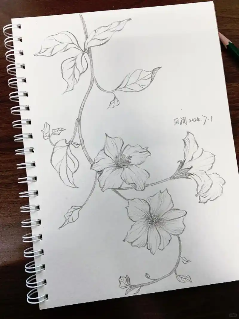 坚持画画63打卡凌霄花.