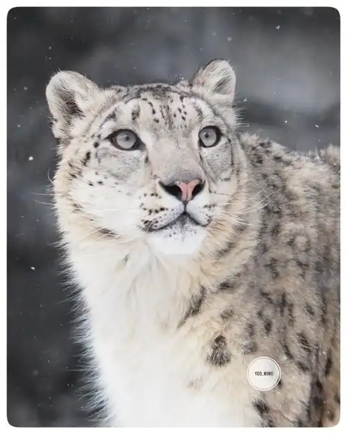 雪豹#