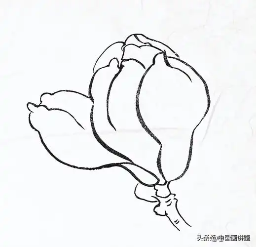 桃花简笔画简单又好看白描玉兰花与桃花画法步骤