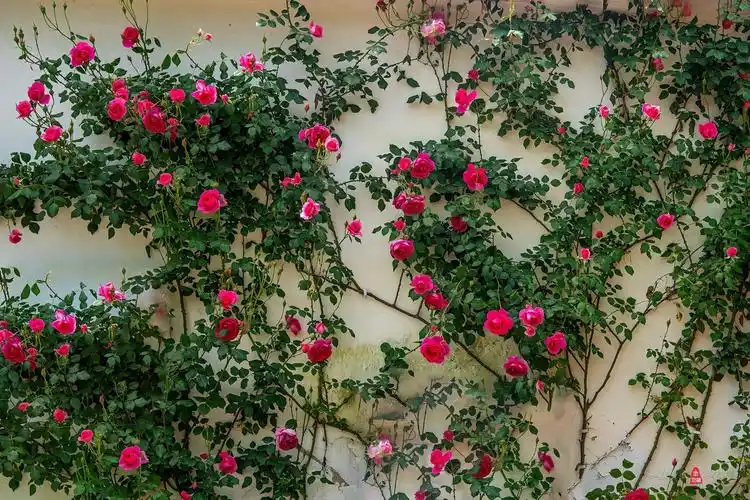 月季花墙