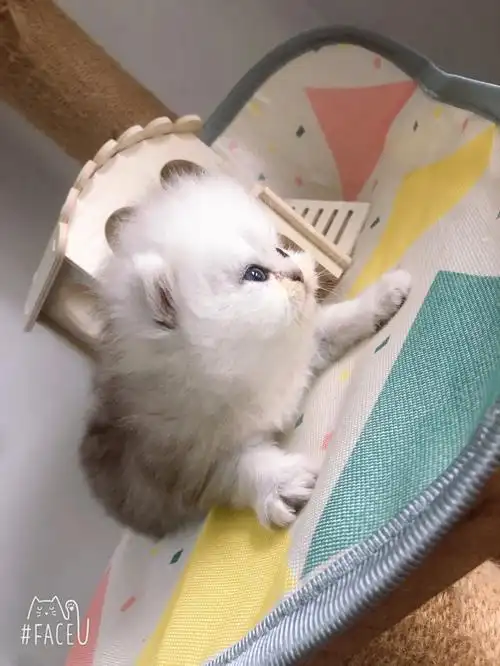 大脸盘子金吉拉弟弟