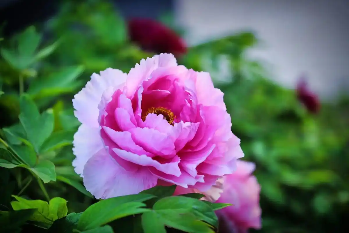 国色天香牡丹花 #春暖花开奔你而来 单位大院的牡丹#摄影# - 抖音