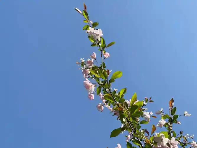 四月是希望和新生的代名词