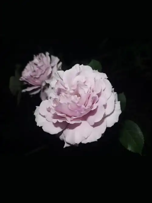 蜻蜓浪漫温柔的紫衣仙女