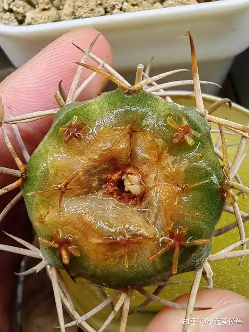 仙人球发根攻略