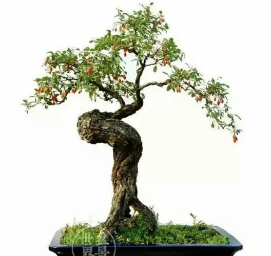 制作盆景要选取多年生的老桩,先对选好的枸杞桩进行观察判断,挖掘时先