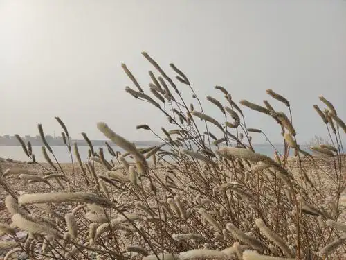 冬季里的草虽枯萎了,可它们仍迎风起舞欢歌着.