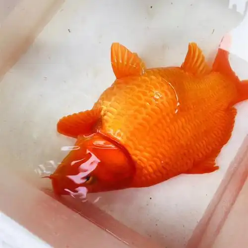 观赏鱼火红荷包鲤风水红红火火发财鲤元宝红鲤鱼苗商品鱼活体批发