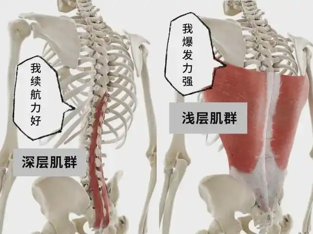 伤腰最快的姿势,很多人却每天都在做|坐姿|腰椎|肌肉|小肌群|大肌群