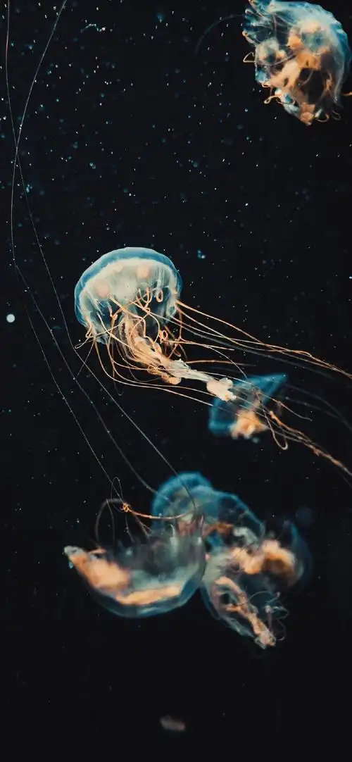 梦幻海洋生物水母高清手机壁纸