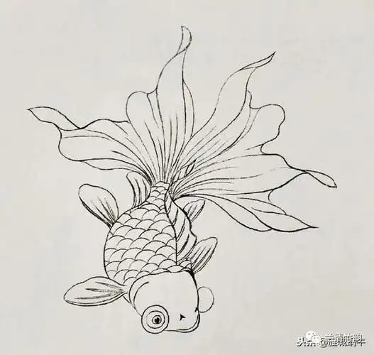 怎样画鱼掌握鱼的结构才能画好鱼鲤鱼图金鱼金龙鱼的结构绘画技法附
