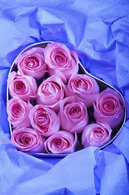 无人,竖图,特写,爱情,纯洁,水,植物,玫瑰,静物,情人节,湿,节日,芳香