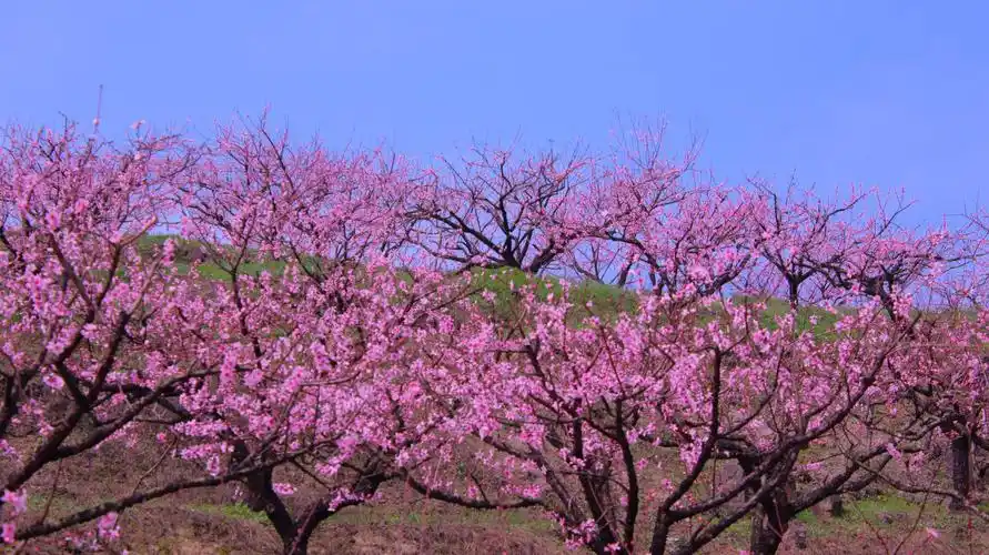 春风十里桃花红(浙中桃花源)