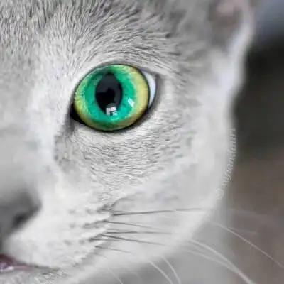 拥有碧绿双眸的蓝猫auri,眼睛像湖泊一样清澈,简直是美呆了来自ins.