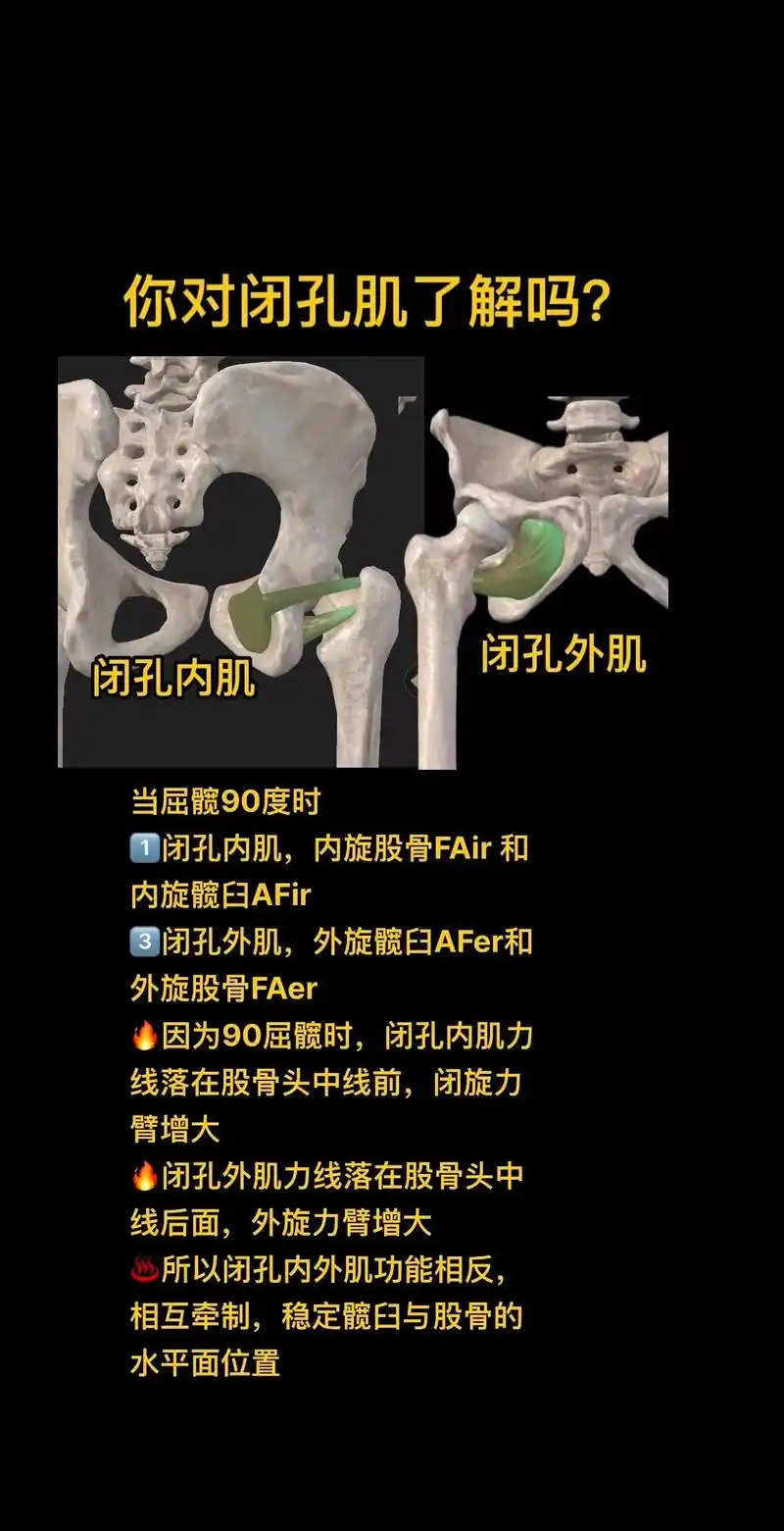 什么是闭孔肌?孔控制是什么? #骨盆前倾 #胸椎曲度变直 , - 抖音