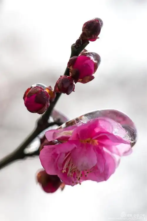 冰雪梅花吟