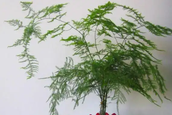 文竹怎么修剪整形