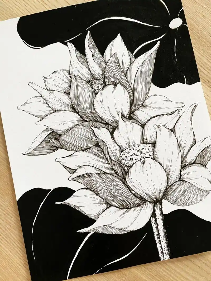 黑白线描花卉.荷花季,就看荷花.