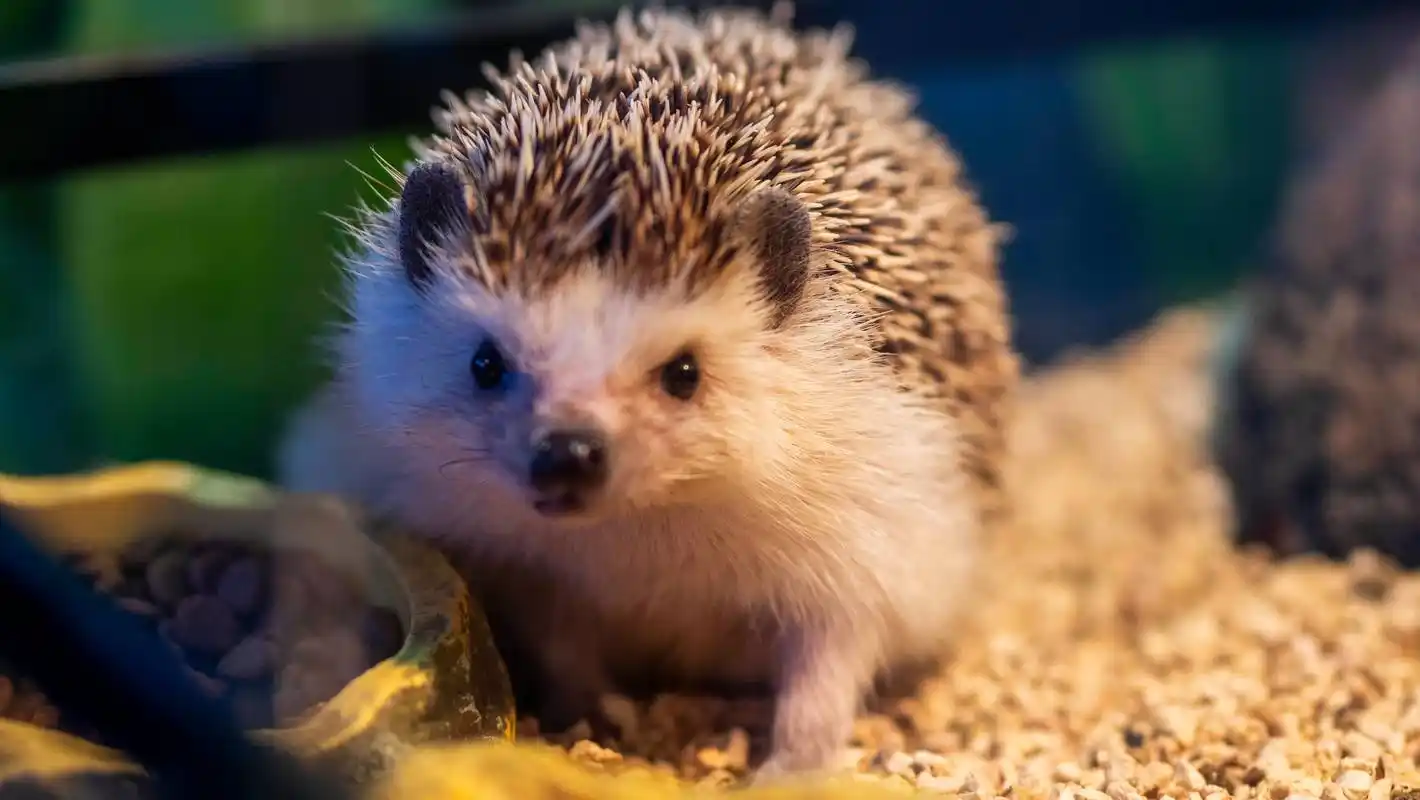 更加丰富的海洋体验,新增的精灵森林区域更是吸引了众多小动物入驻