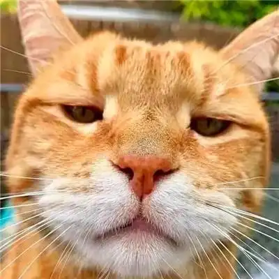 2人基友头像沙雕智障图片