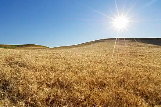 太阳,上方,麦田,惠特曼县,华盛顿,美国