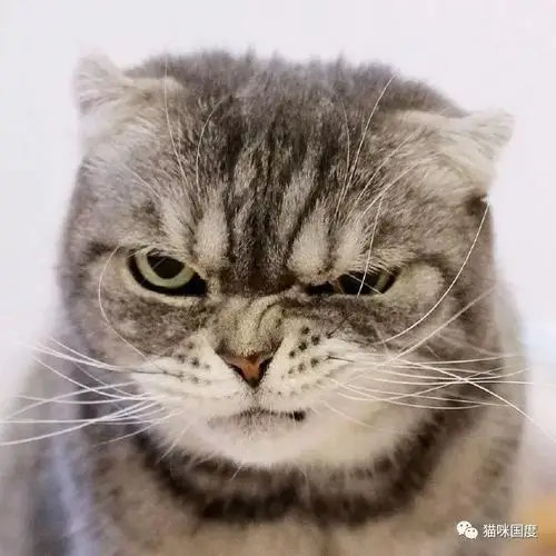 铲屎官家的猫咪,每次见到它都是一幅很拽的表情,好像揍它啊.