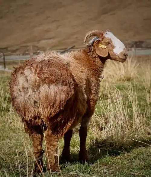 新疆网络牧羊人巍叔:毕生只为一口好肉