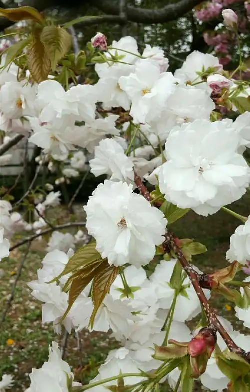四月,日本最美盛开樱花地~造币博物馆