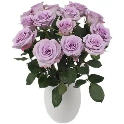 云南a级经典海洋之谜开放度好小花苞淡紫色玫瑰海洋之歌