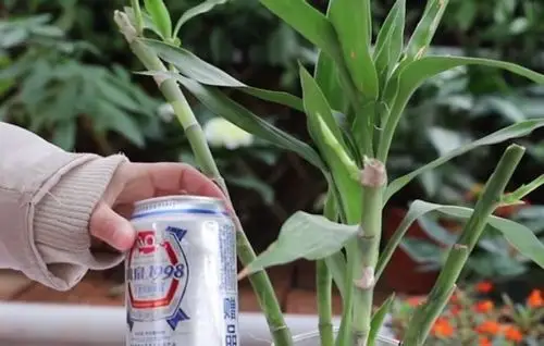 富贵竹水养加啤酒还是白酒更好-养护管理-盆景艺术网