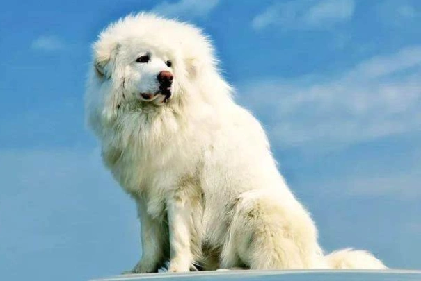 藏獒价值千万是否成历史,为何如今宠物市场再难寻得藏獒身影