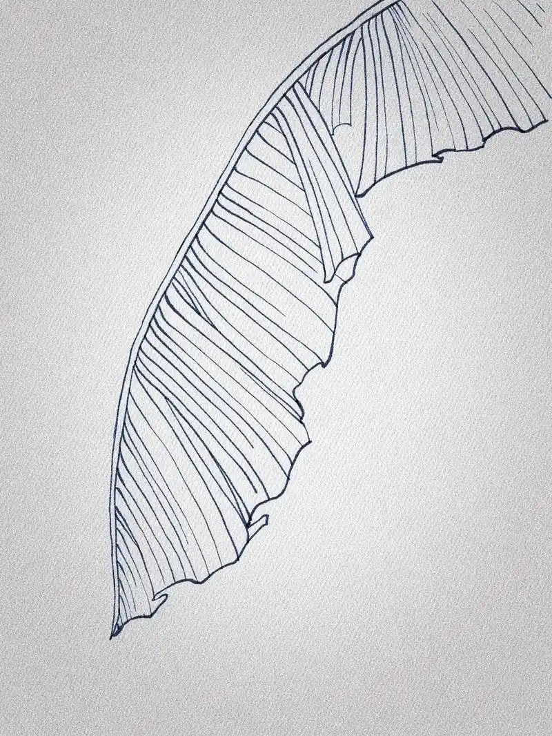 插画线稿分享.-芭蕉叶.#procreate绘画 #绘画 # - 抖音