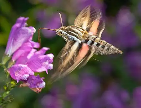 蛾图片_蛾图片大全_蛾图片素材